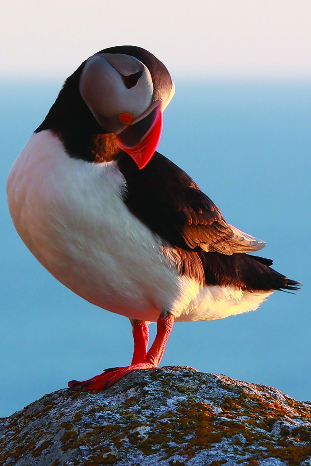 Lundefugl på Lovund